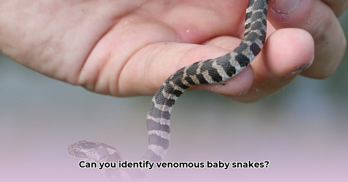 identifying-baby-snake-species